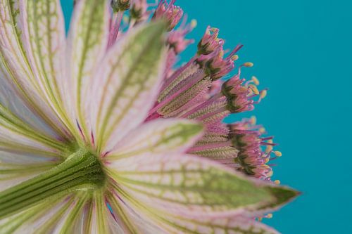 Kleurrijke close-up: Zeeuws Knoopje van onderaf