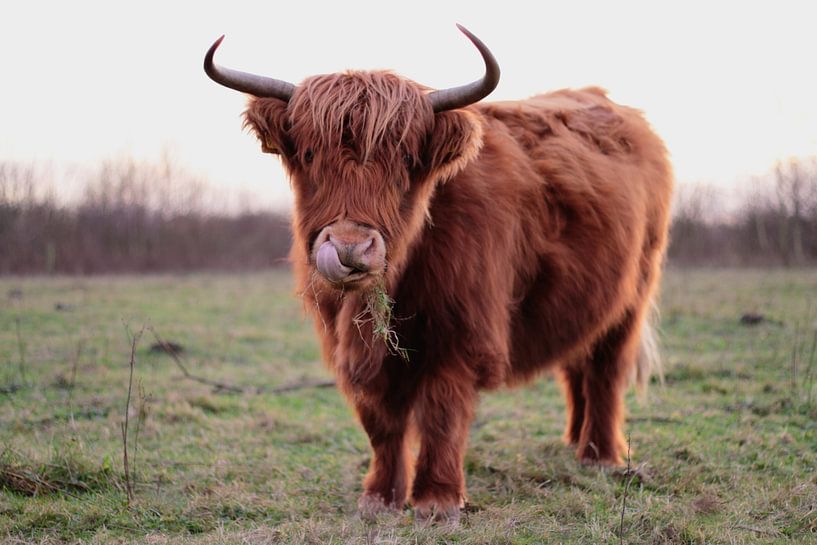 Schotse Hooglander met een loopneus van Jeroen Gutte