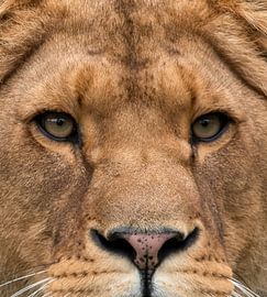 Löwin Nahaufnahme von By Marjolein Design