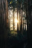 Sunrise in the forest II