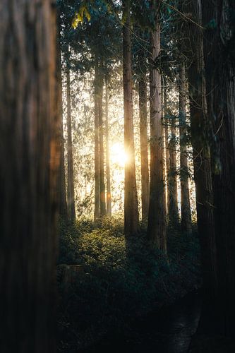 Lever de soleil dans la forêt II