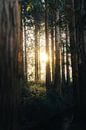 Lever de soleil dans la forêt II par Isa V Aperçu