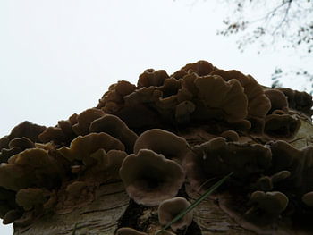 Elfenbankjes