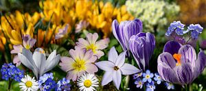 Frühlingsblumen in meinem Garten