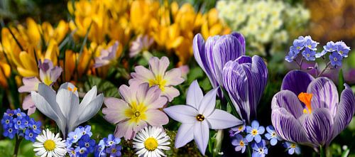 Lente bloeiers in mijn tuin