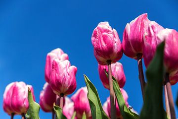 Roze en witte tulpen van Elly Damen