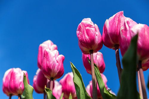 Roze en witte tulpen