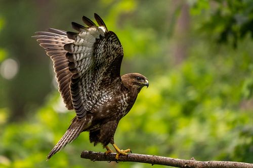 Buzzard spreads its wings