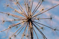 Winter in den Niederlanden