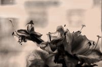 Michael Detter-Flowers2