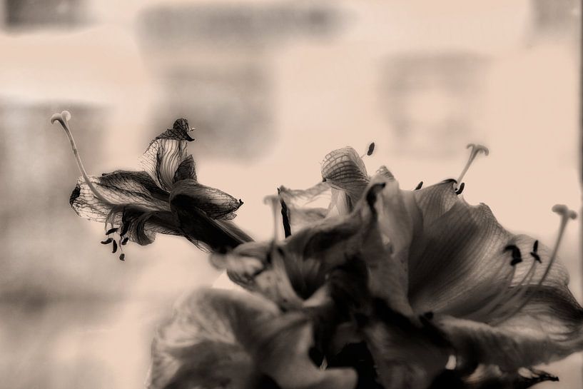 Michael Detter-Flowers2 by Michael Detter