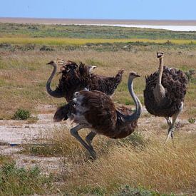 Bewakers van de savanne - Drie struisvogels in Etosha National Park van WeltReisender Magazin
