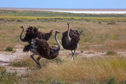 Les gardiens de la savane - Trois autruches dans le parc national d'Etosha