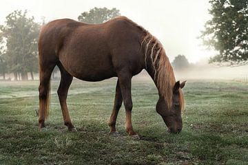 Das Pferd auf der Weide von Marc-Sven Kirsch