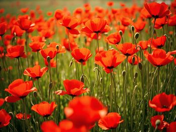 Blooming poppy meadow in summer