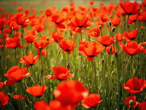 Bloeiende papaverweide in de zomer