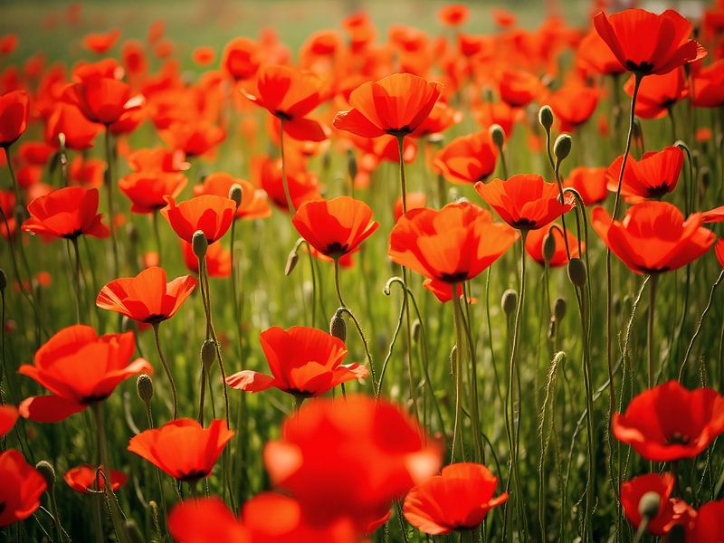 Blooming poppy meadow in summer by ButterflyPix