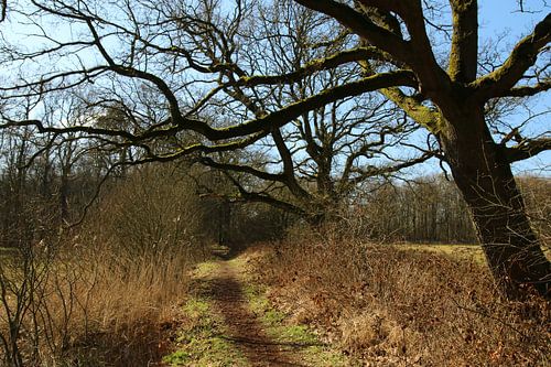 Beautifully shaped tree in nature reserve