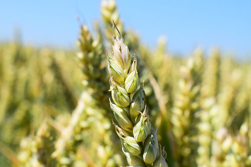 wheat