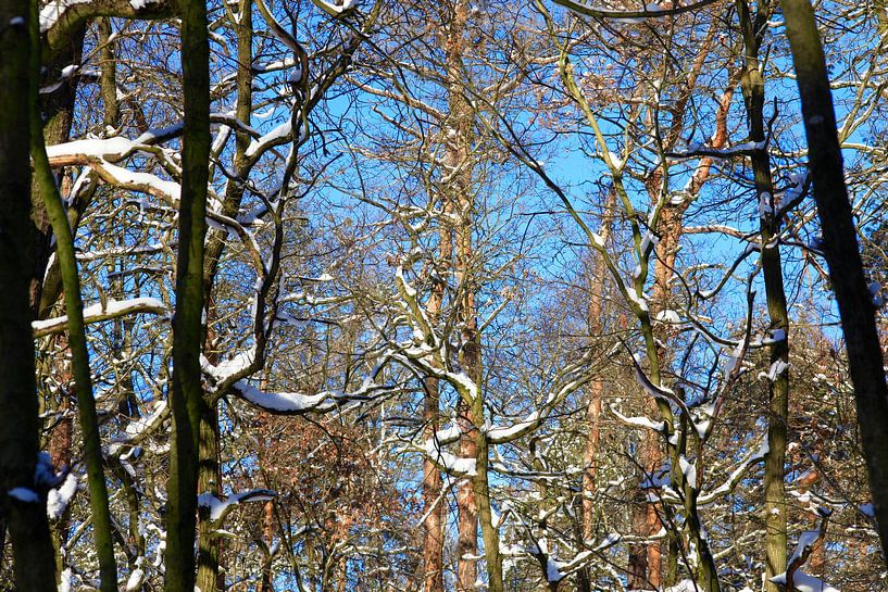 Winter Forest by Thomas Jäger