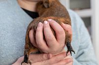 Cavia