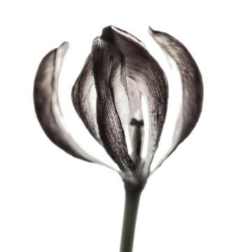 Tulipe II  sur Cor Ritmeester