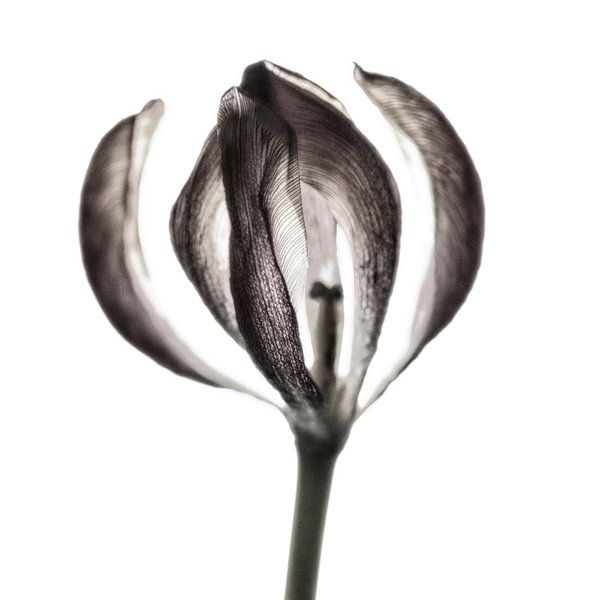 Tulipe II  par Cor Ritmeester