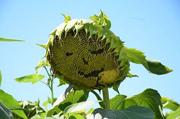 Lachende Zonnebloem van Frank de Ridder