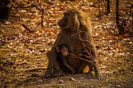 Baby monkey and its mother by Zahra Bierman