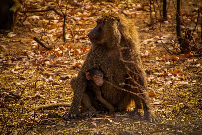 Baby monkey and its mother van Zahra Bierman