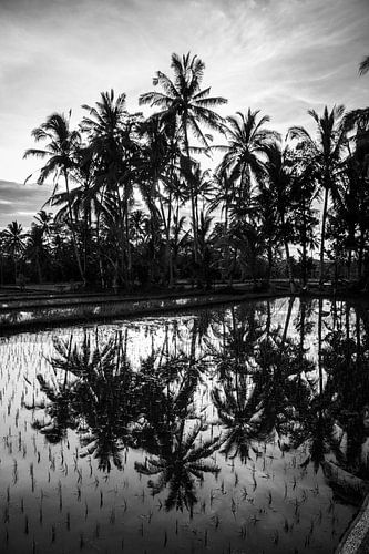 De prachtige palmbomen van Bali.