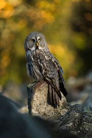 Great Grey Owl *Strix Nebulosa* by wunderbare Erde