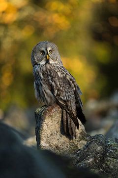Great Grey Owl *Strix Nebulosa*