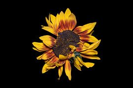 A photo of a 'wild' sunflower by Ribbi