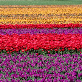 Se perdre dans la mer de fleurs : la beauté des tulipes aux Pays-Bas sur Robin Jongerden