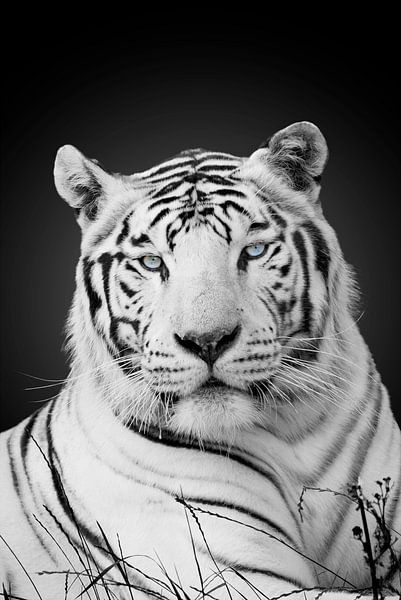 Witte tijger met blauwe ogen van Ramon Vloon