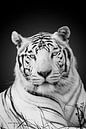 Witte tijger met blauwe ogen van Ramon Vloon thumbnail