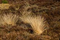 Wilde grassen tussen de heide by Abra van Vossen thumbnail