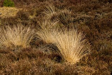 Wilde grassen tussen de heide by Abra van Vossen