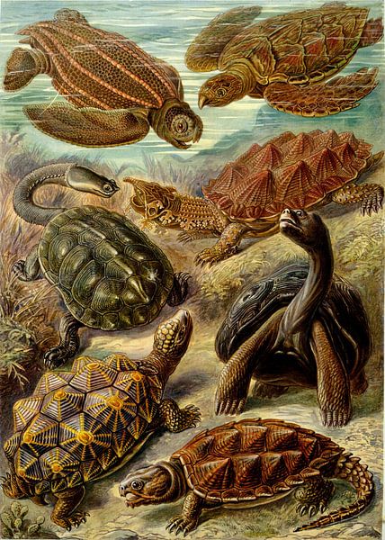 Schildkröten, Ernst Haeckel von Meisterhafte Meister