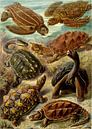 Schildkröten, Ernst Haeckel von Meisterhafte Meister Miniaturansicht