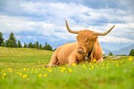 Schotse hooglander rust uit op een weide in de Alpen van Sjoerd van der Wal Fotografie thumbnail