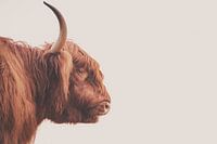 Scottish Highlander bull