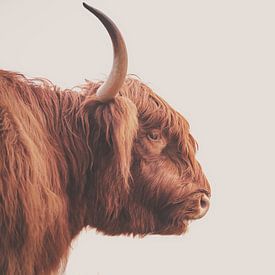 Schotse Hooglander stier van Sander van Driel