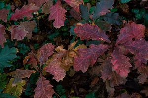 Jeunes chênes aux couleurs de l'automne