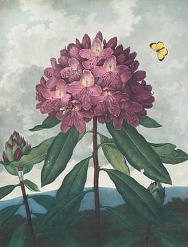 Le Rhododendron pontique, Robert John Thornton
