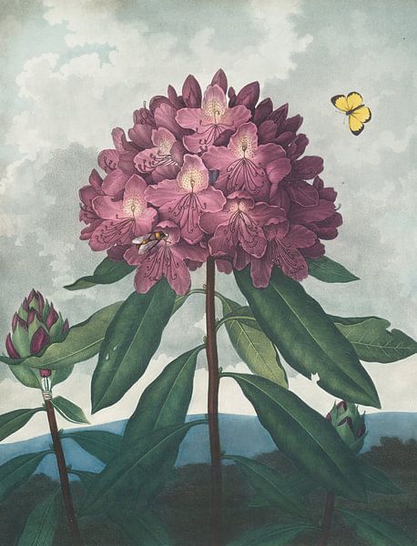 Der pontische Rhododendron, Robert John Thornton von Meisterhafte Meister