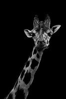 Giraf