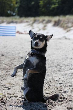 Waar is mama? Wachtende hond op het strand van Boltenhagen. van Simone Marsig