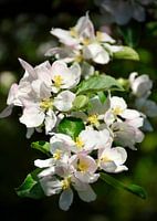 Appelbloesem